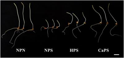 Alleviation of Oxidative Damage Induced by CaCl2 Priming Is Related to Osmotic and Ion Stress Reduction Rather Than Enhanced Antioxidant Capacity During Germination Under Salt Stress in Sorghum